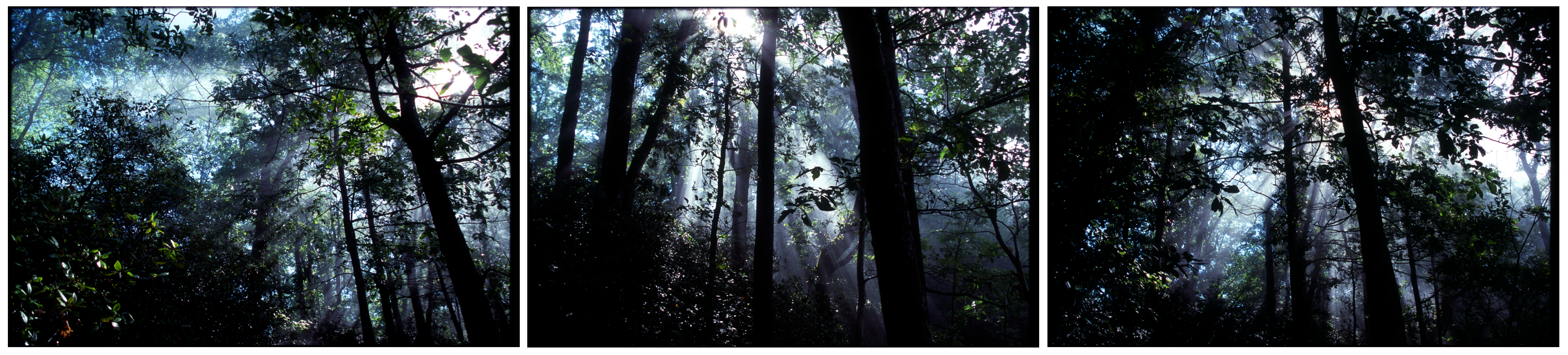 light shining through trees